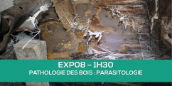 Nouvelle formation : PARASITOLOGIE DU BOIS (Termites, mrules...)