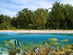 Milieu tropical