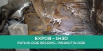 parasitologie bois