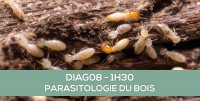 E-learning : DIAG08 Les essentiels de la parasitologie du bois (termites, mérules...)