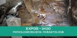 E-learning EXP08 : Parasitologie du bois (Termites, mérules...)